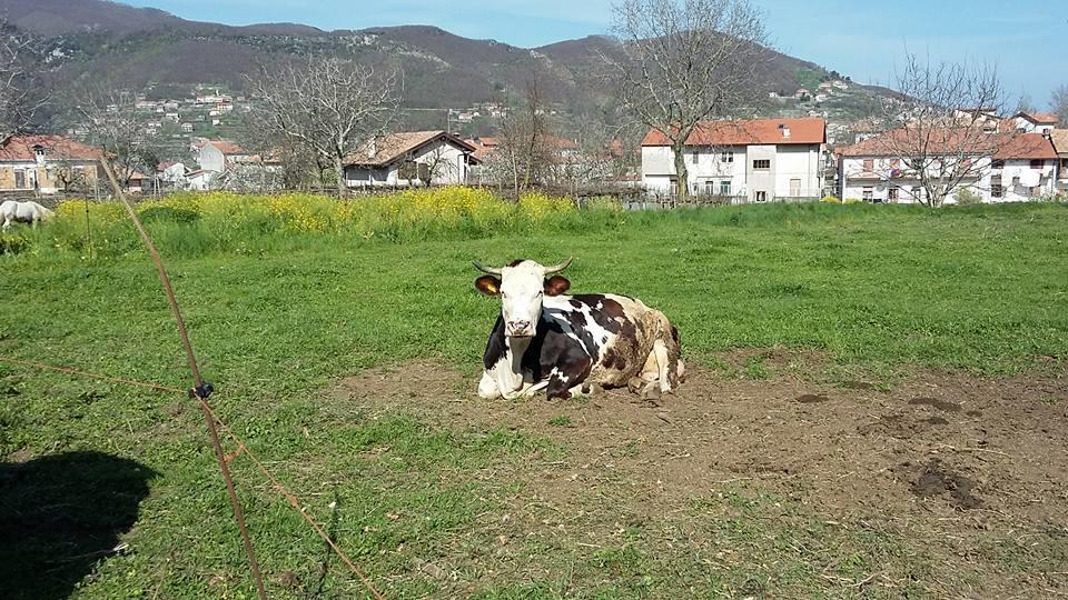 Agriturismo Sentiero Dei Sapori Guest House อาเจโรลา ภายนอก รูปภาพ