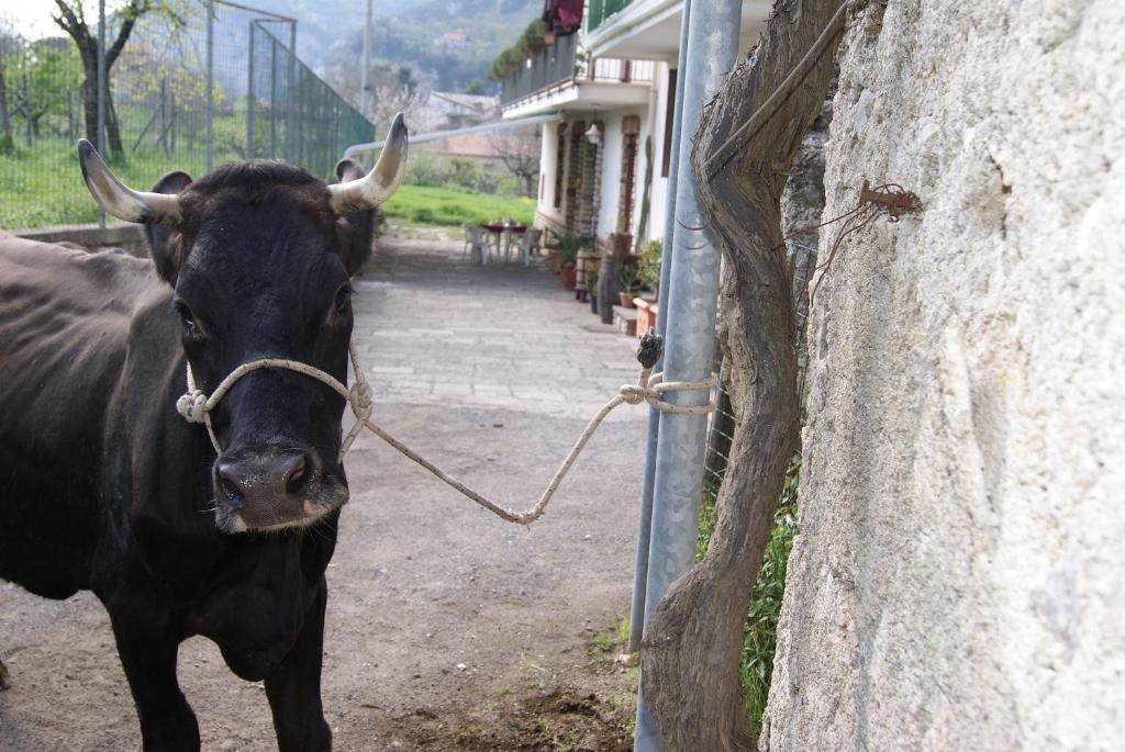 Agriturismo Sentiero Dei Sapori Guest House อาเจโรลา ภายนอก รูปภาพ